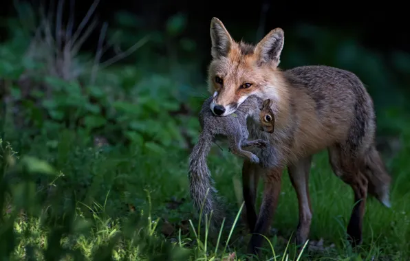 Grass, face, the dark background, protein, Fox, hunter, mining