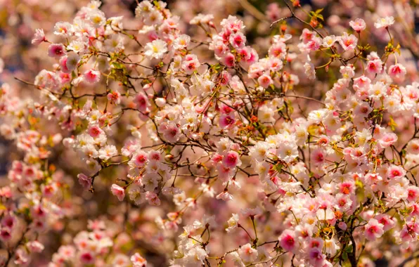 Picture trees, flowers, nature, spring, trees, nature, flowers, spring