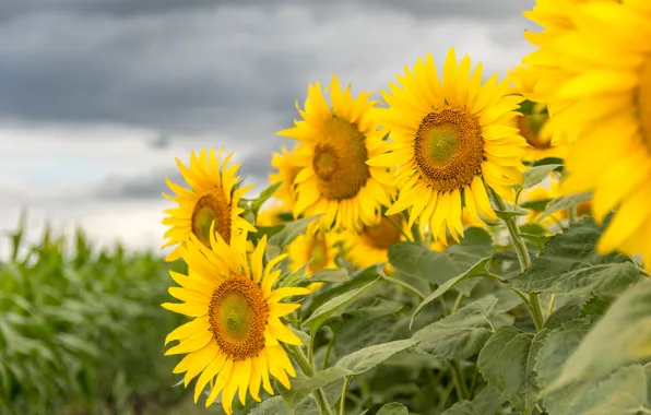 Summer, the sky, sunflowers, flowers