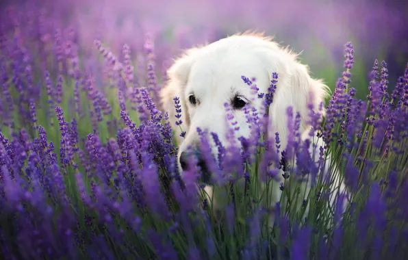 Field, language, look, face, flowers, pose, portrait, dog