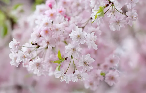 Branches, cherry, spring, Sakura, flowering, flowers, bokeh