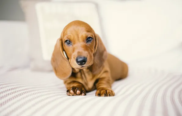 Look, house, dog, Dachshund