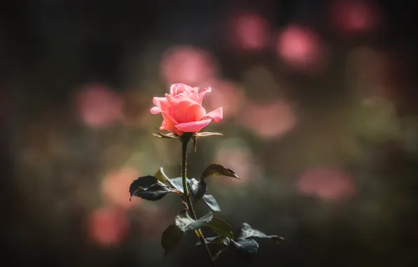 Picture flower, background, rose, bokeh