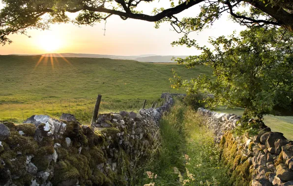 Field, landscape, the fence, morning