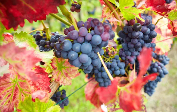 Picture autumn, leaves, nature, berries, harvest, grapes, red, bunches