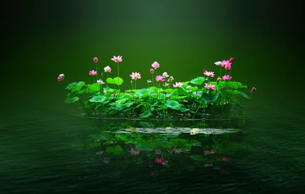 Picture leaves, water, flowers, pond, island