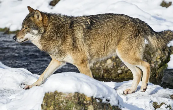 Snow, river, wolf, predator, handsome