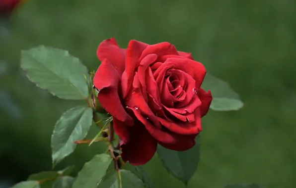 Picture close-up, scarlet rose, leaves, drops