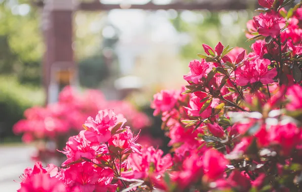 Picture flowers, Bush, petals, pink, shrub