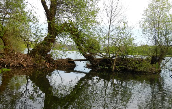 The sky, trees, river, spring