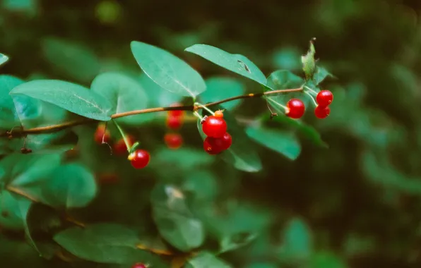 Picture leaves, berries, sprig, branch, red