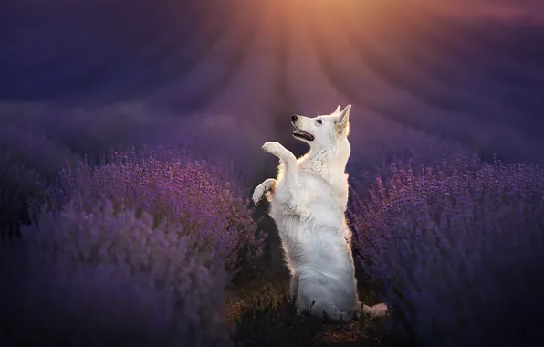 Field, dog, stand, lavender, The white Swiss shepherd dog