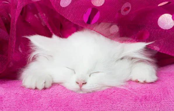 Picture white, sleep, muzzle, kitty, tulle, sleeping kitten, sleep, white kitten
