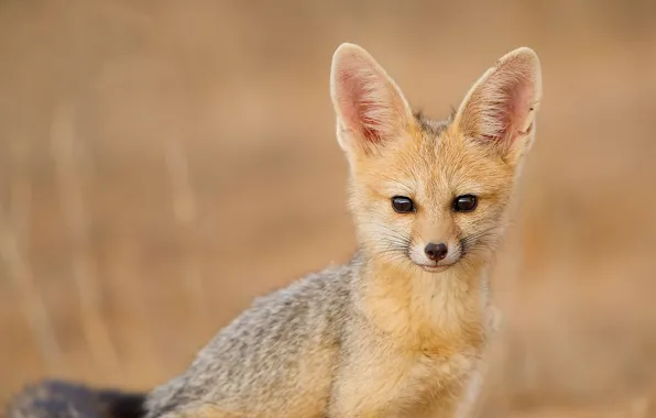 Picture look, cape fox, South African Fox