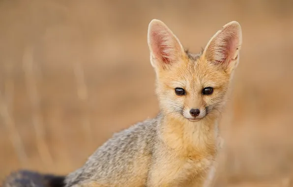 Look, cape fox, South African Fox