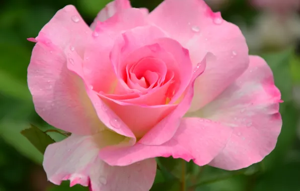 Picture flower, macro, nature, pink, rose, garden