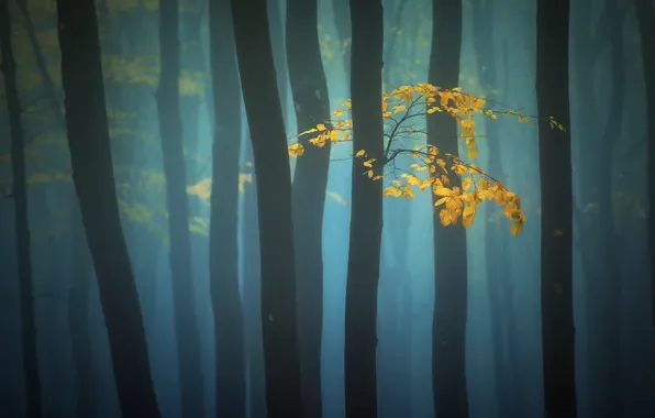 Picture autumn, leaves, trees, fog