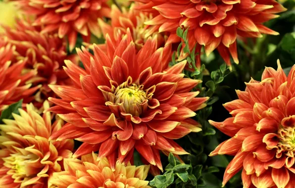 Bouquet, fire, dahlias