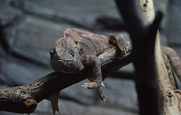 Animals, Chameleon, animals