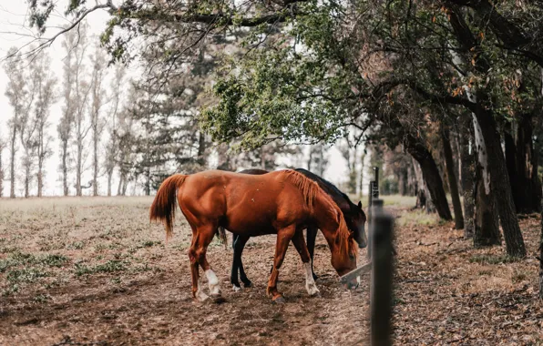 Autumn, trees, nature, Park, branch, the fence, horses, horse