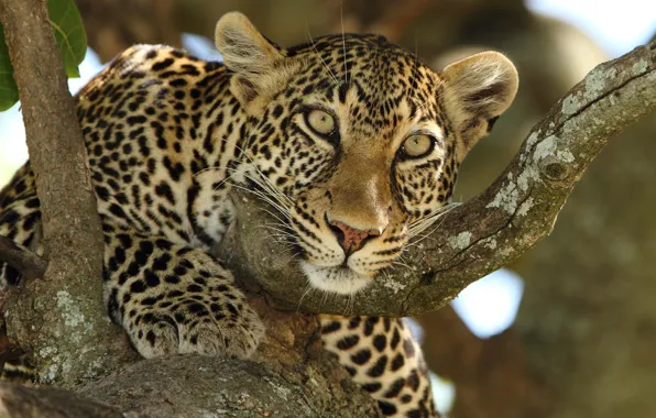 Picture look, face, tree, predator, leopard, wild cat