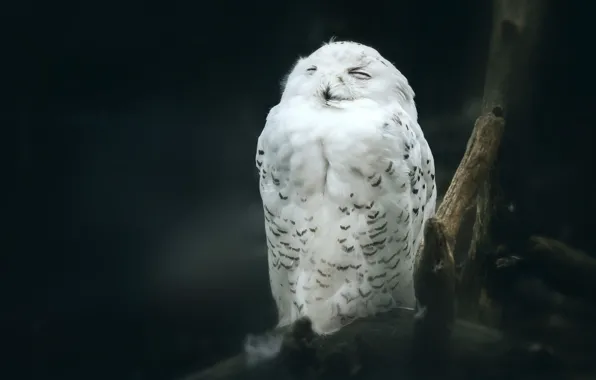 Picture white, pose, darkness, the dark background, owl, bird, twilight, sitting