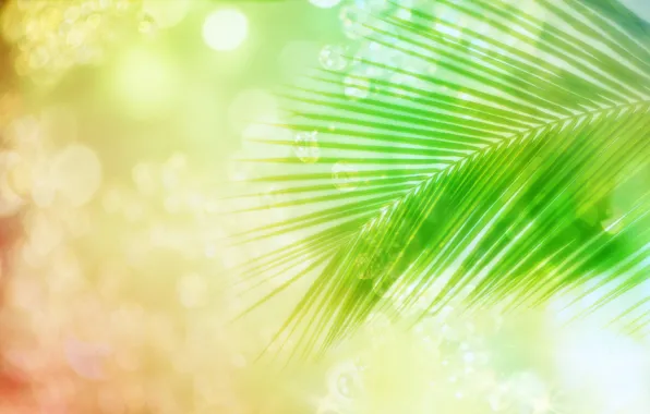 Greens, summer, leaves, abstraction, palm trees, coral