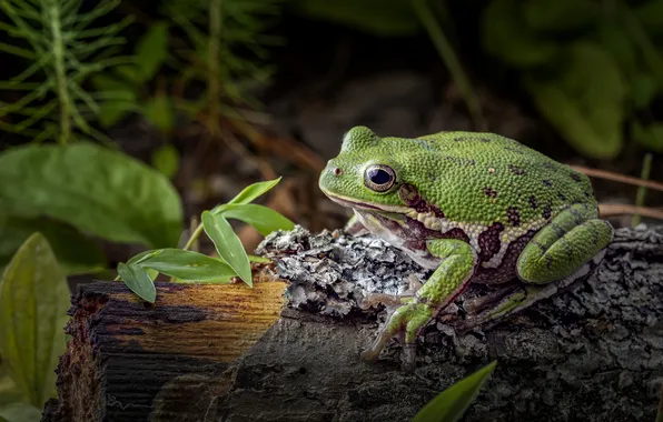 Frog, log, green