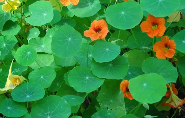 Picture leaves, flowers, carpet, meadow