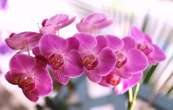 Petals, flowering, purple, Orchid, flowers