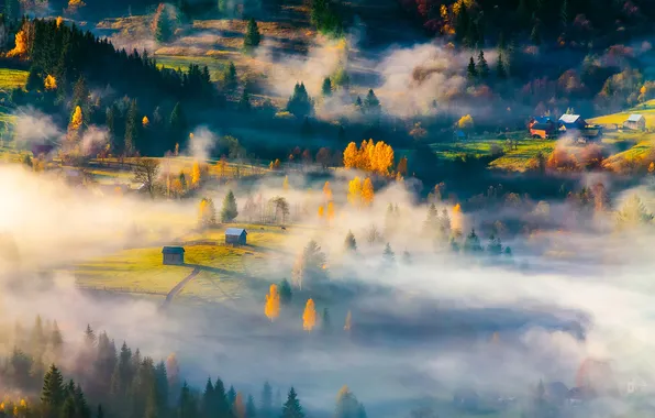 Field, autumn, forest, light, trees, nature, fog, dawn