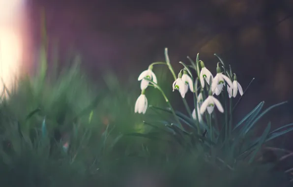 The dark background, glade, spring, snowdrops