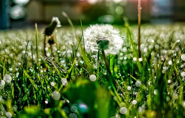 Grass, light, Rosa, glare, dandelion, glade