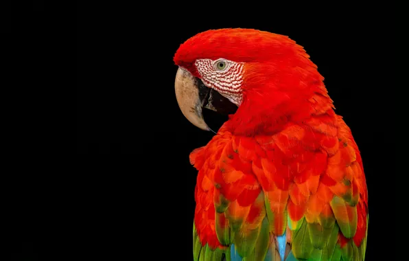 Picture red, Ara, parrot, black background, bird