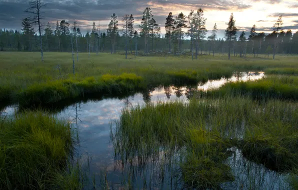 Forest, the sky, grass, water, nature, reflection, swamp