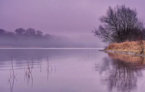 Picture trees, fog, river, shore