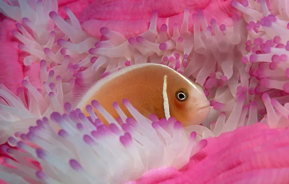 Picture Pink, Anemone, Fish