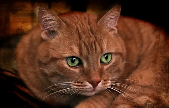 Cat, look, texture, muzzle, green eyes, red cat, kotofey