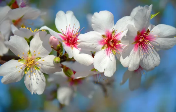 The sky, flowers, cherry, branch, spring, Sakura, white, flowering