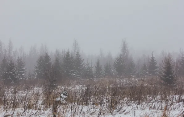 Winter, field, forest, snow, nature, fog, winter fog, fog in the forest