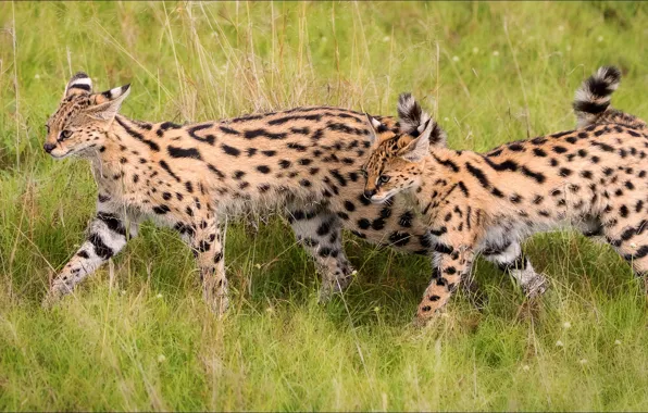 Animals, cats, predators, pair, two, animals, two, cats