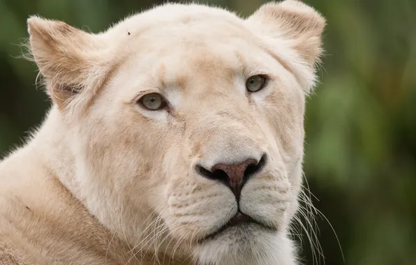 Picture cat, look, face, lioness, white lion