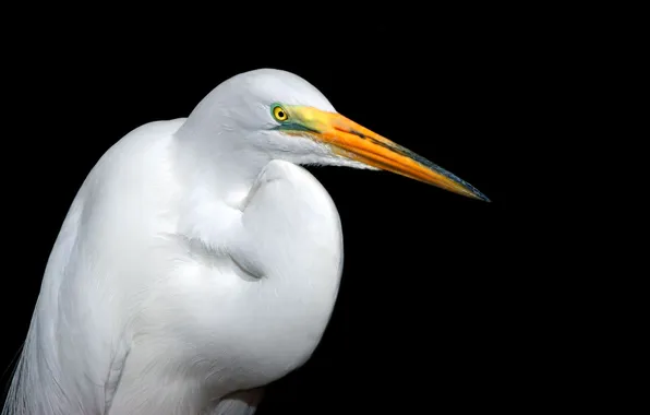 Picture bird, feathers, beak, Heron