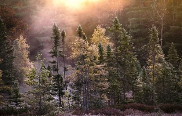 Autumn, forest, nature