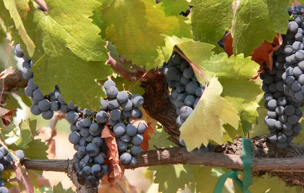 Picture Tree, Leaves, Summer, Grapes