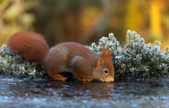 Autumn, water, pose, background, plants, protein, muzzle, animal