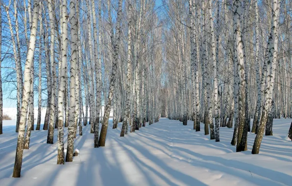 Picture winter, snow, birch