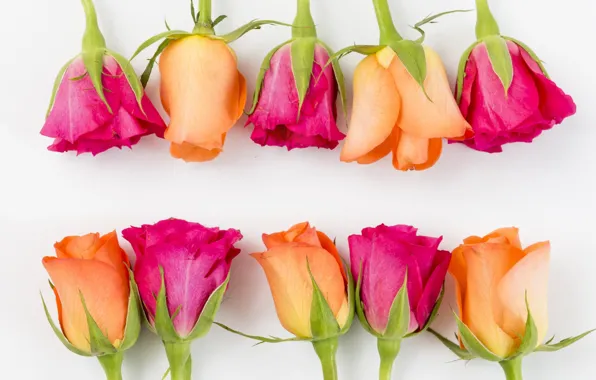 Flowers, yellow, roses, pink, buds, yellow, pink, flowers