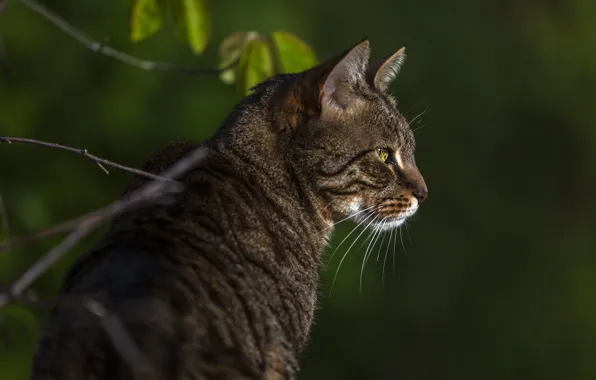 Cat, cat, look, nature, pose, face, striped