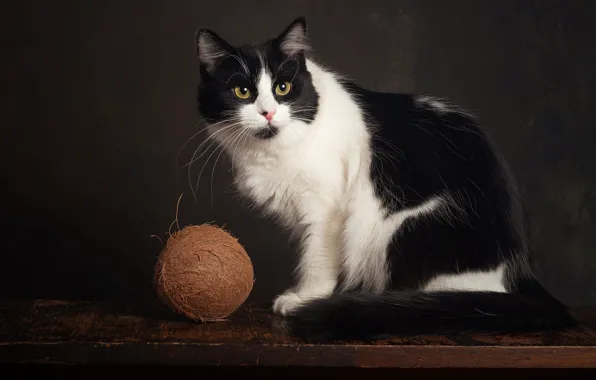 Cat, cat, look, pose, the dark background, table, black and white, coconut